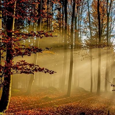 365平台官方版下载