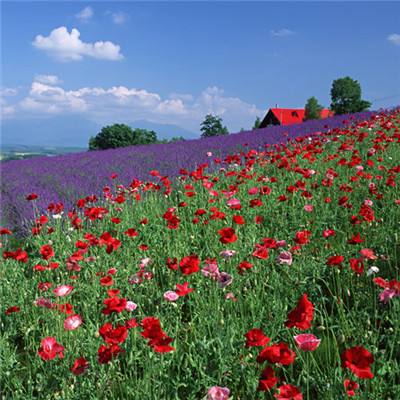 三亿体育下载手机版